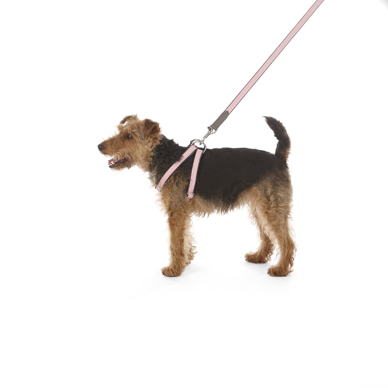 Ring Dog Harness Preppy