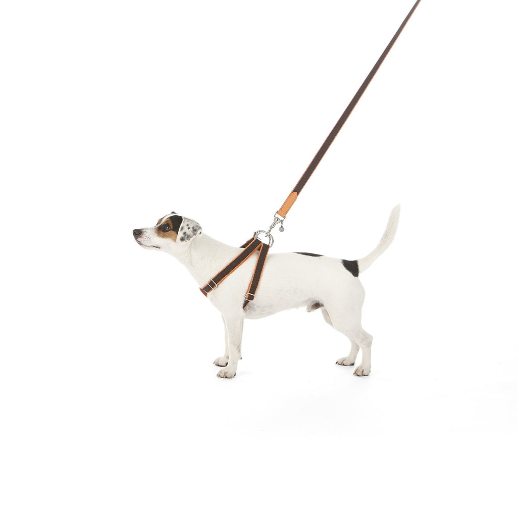 Ring Dog Harness Preppy